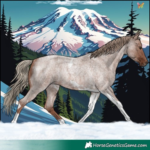 Horse Color:Red Ice Roan Tobiano Rabicano 