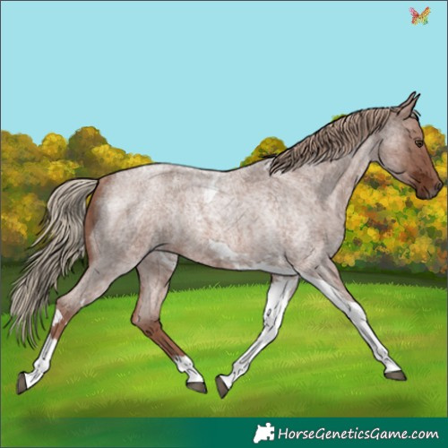 Horse Color:Red Ice Roan Tobiano Rabicano 