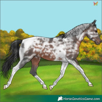 Horse Color:Brown Ice Tobiano 