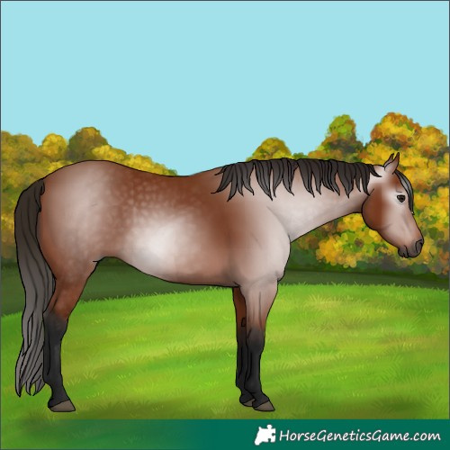 Horse Color:Gray Bay
