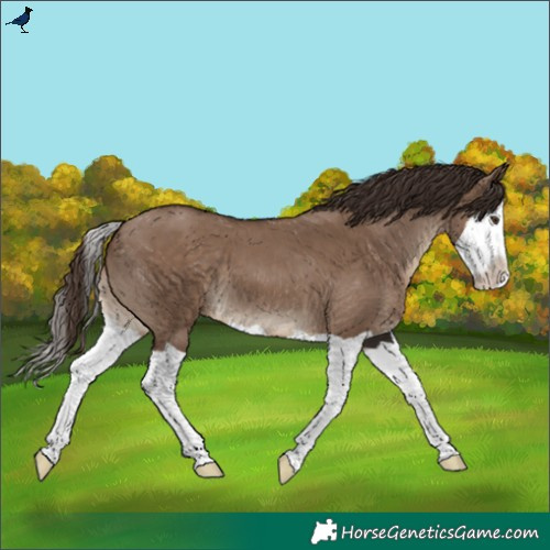 Horse Color:Liver Red Dun Splash