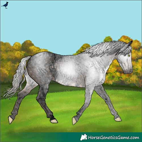 Horse Color:Gray Void White Spotted Silver Brown Rabicano