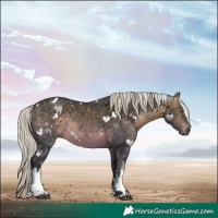 Horse Color:White Spotted Silver Brown Chinchilla Rabicano 