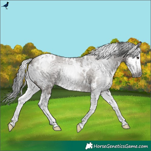 Horse Color:Gray White Spotted Grullo Splash 