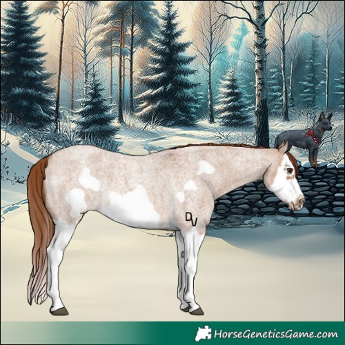 Horse Color:Red Dun Roan Splash Frame Rabicano 