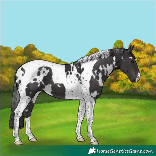 Horse Color:White Spotted Smoky Black Tobiano 
