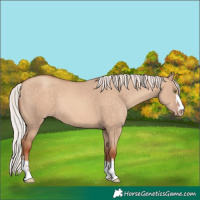 Horse Color:Silver Sable Champagne Dun 