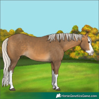 Horse Color:Silver Buckskin Splash 