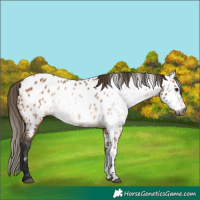 Horse Color:Gray Buckskin Near Leopard 