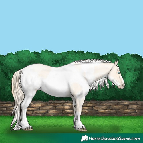 Horse Color:Buckskin Roan Pearl  and Buckskin Roan Pearl Blanket 