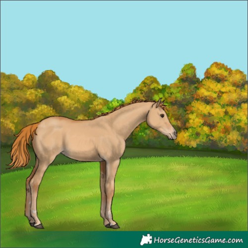Horse Color:Red Dun 