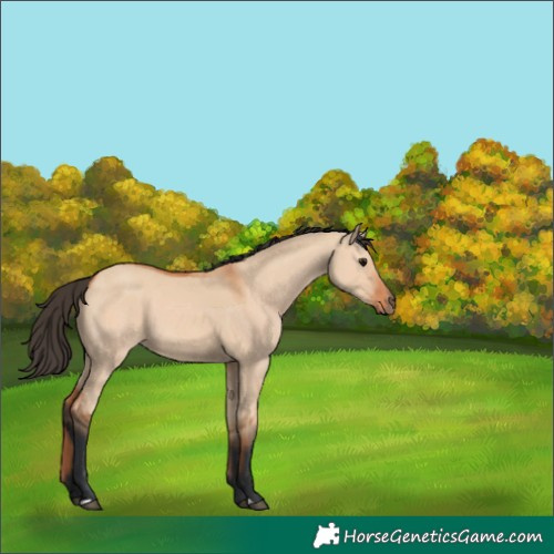 Horse Color:Bay Dun