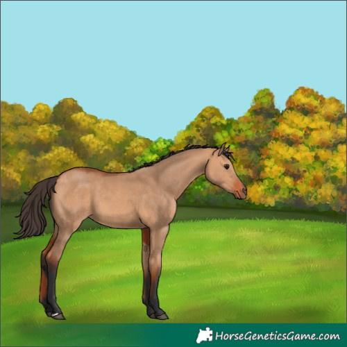 Horse Color:Bay Dun 