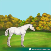 Horse Color:Cremello Roan Dun 