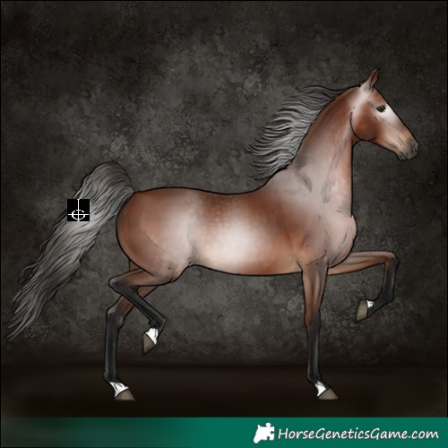 Horse Color:Gray Bay