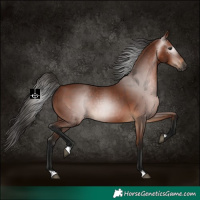 Horse Color:Gray Bay 