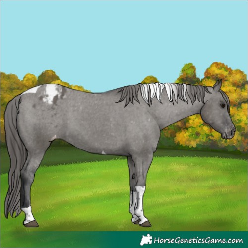 Horse Color:Grullo Tobiano Appaloosa