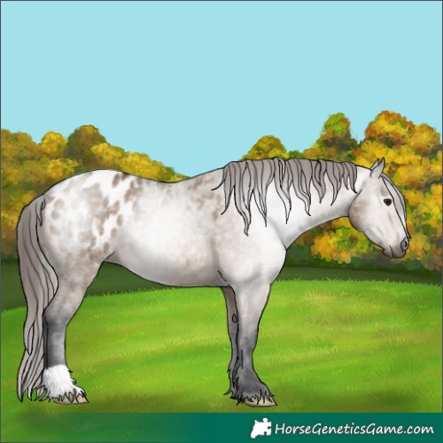 Horse Color:Gray Bay Dun Appaloosa 