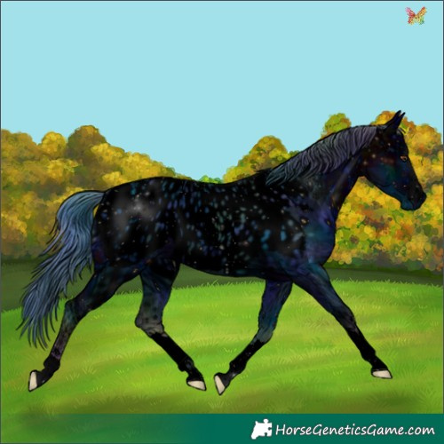 Horse Color:ERROR: UNKNOWN ANOMALY