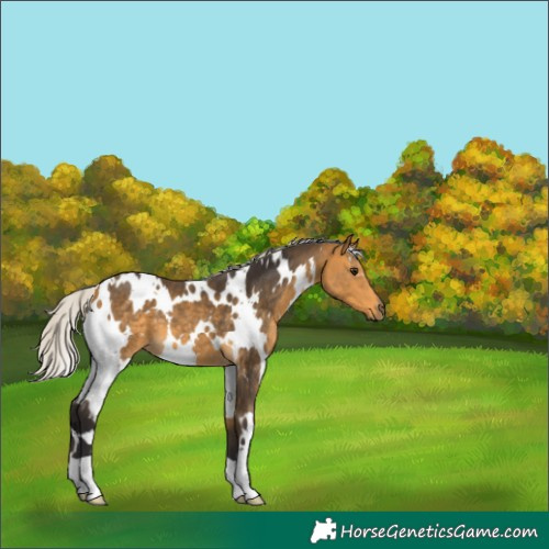 Horse Color:White Spotted Silver Buckskin 