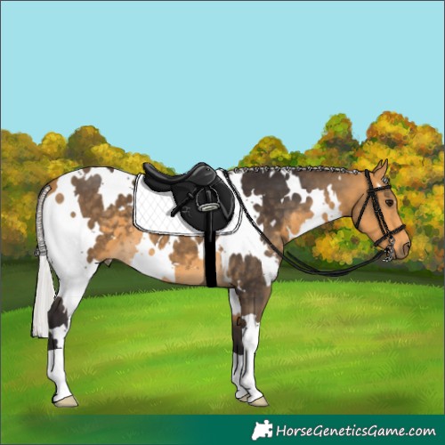 Horse Color:White Spotted Silver Buckskin 