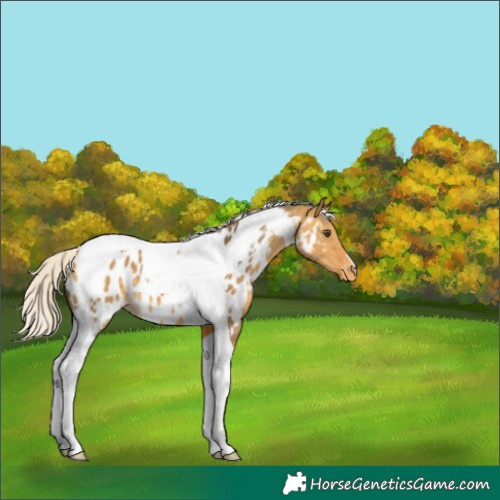 Horse Color:Silver Buckskin Dun Tobiano Near Leopard 
