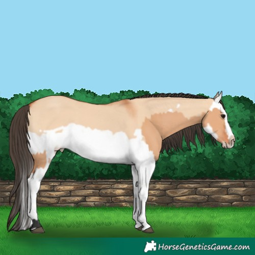 Horse Color:Bay Dun Splash Frame  and Bay Dun Splash Frame 