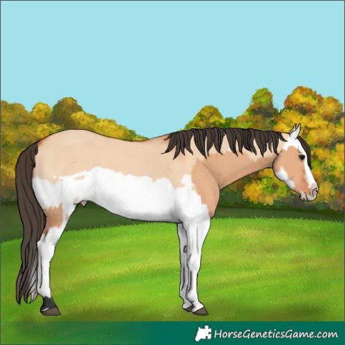 Horse Color:Bay Dun Splash Frame  and Bay Dun Splash Frame 