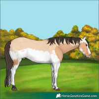 Horse Color:Bay Dun Splash Frame and Bay Dun Splash Frame