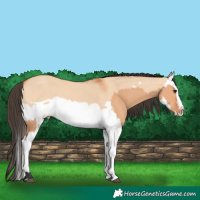 Horse Color:Bay Dun Splash Frame  and Bay Dun Splash Frame 