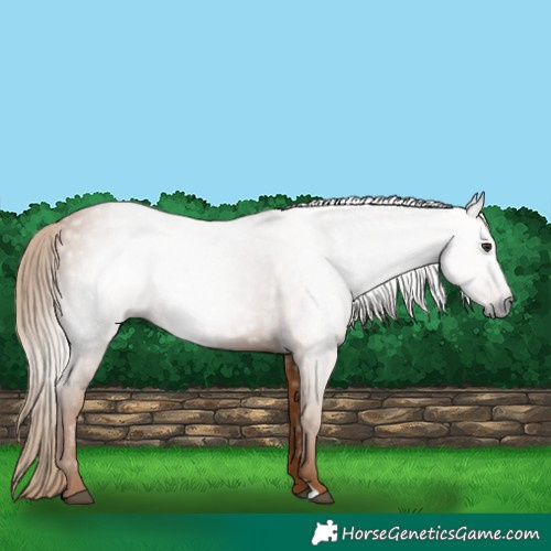 Horse Color:Gray Chestnut