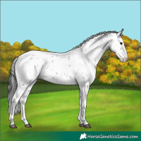 Horse Color:Black Sabino 