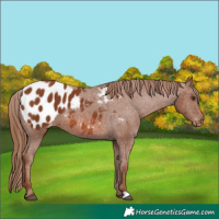 Horse Color:Chestnut Appaloosa 