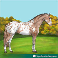 Horse Color:White Spotted Chestnut Frame Appaloosa 