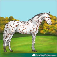 Horse Color:Silver Bay Appaloosa