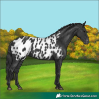 Horse Color:Black Appaloosa Rabicano
