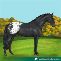 Horse Color:Black Appaloosa Rabicano 