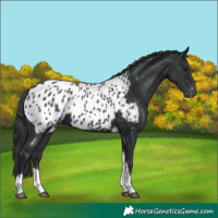 Horse Color:Black Tobiano Appaloosa