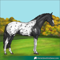 Horse Color:Black Tobiano Appaloosa 