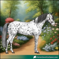 Horse Color:Black Tobiano Appaloosa
