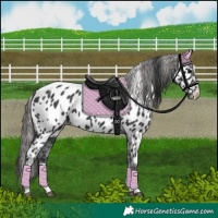 Horse Color:Black Tobiano Near Leopard