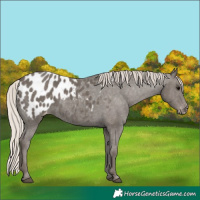 Horse Color:Silver Black Appaloosa 