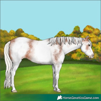Horse Color:White Spotted Silver Bay Varnish 