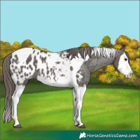 Horse Color:Grullo Splash Tobiano Appaloosa 