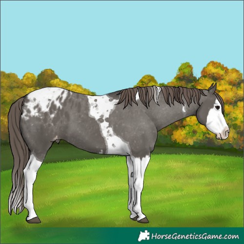 Horse Color:Grullo Splash Tobiano Blanket 