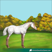Horse Color:Silver Amber Champagne Frame Near Leopard 
