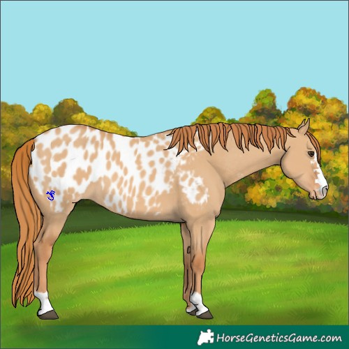 Horse Color:Red Dun Near Leopard