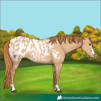 Horse Color:Red Dun Appaloosa 