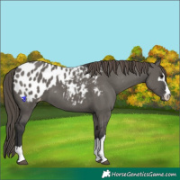 Horse Color:Grullo Appaloosa 