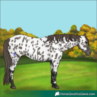 Horse Color:Grullo Appaloosa 